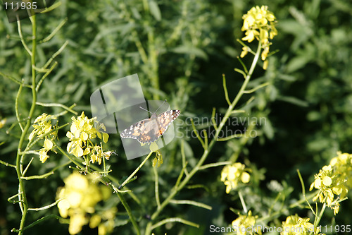 Image of Painted Lady Butterfly