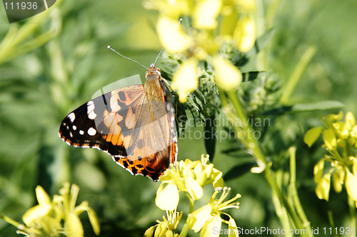 Image of Painted Lady Butterfly
