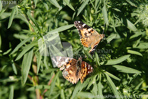 Image of Painted Lady Butterfly