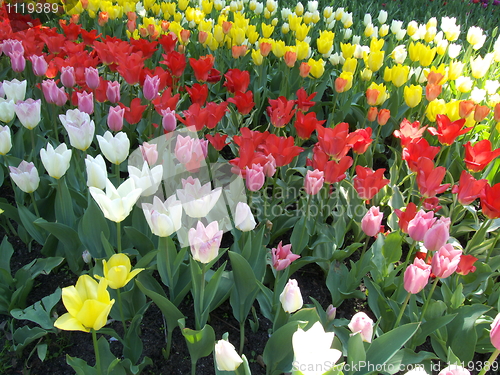 Image of Tulips