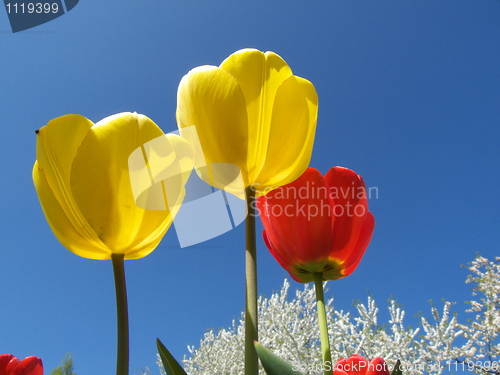 Image of Tulips