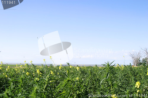 Image of Wild Mustard - Butterflies