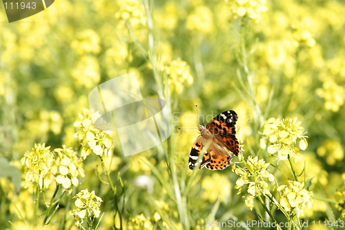 Image of Painted Lady Butterfly