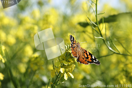 Image of Painted Lady Butterfly