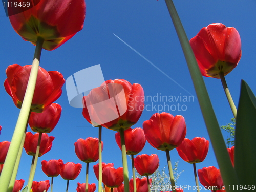 Image of Tulips