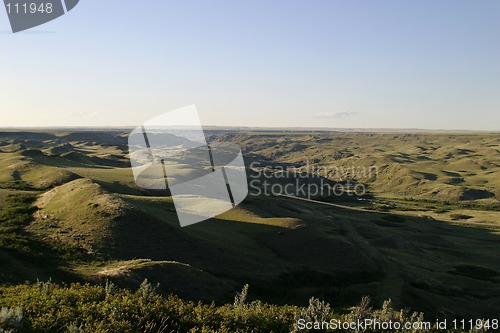 Image of Cattle Round Up