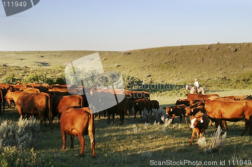 Image of Cattle Round Up