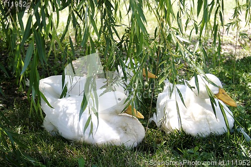 Image of Ducks