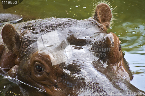 Image of Hippo