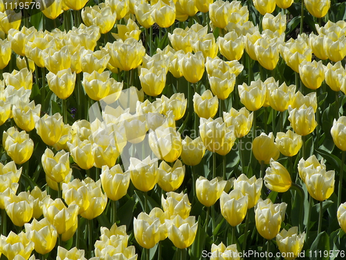 Image of Tulips