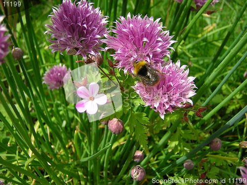 Image of bee & flowers