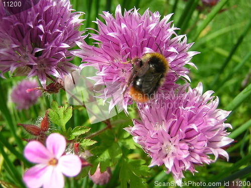 Image of honey bee on flower