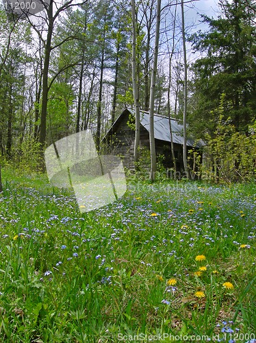 Image of Forest Shack