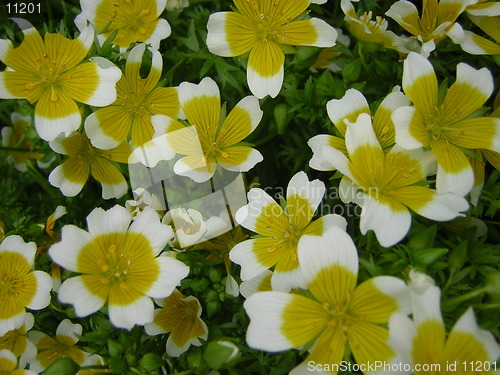 Image of poached egg plant
