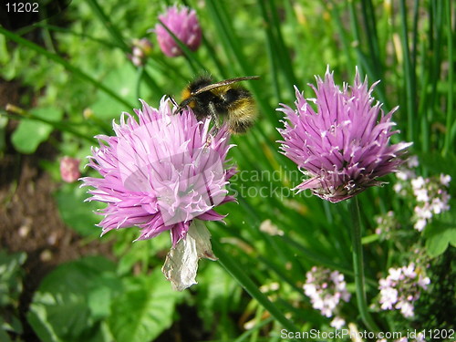 Image of bee & flower