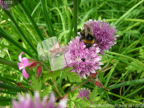 Image of bee on chive flower
