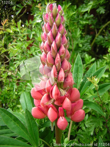Image of Lupin