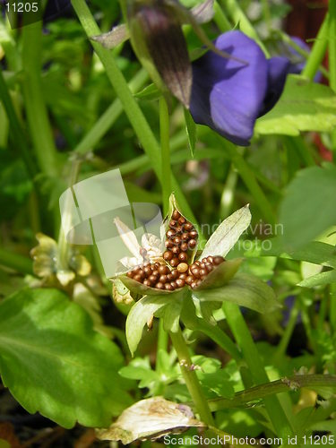 Image of pansy seedhead