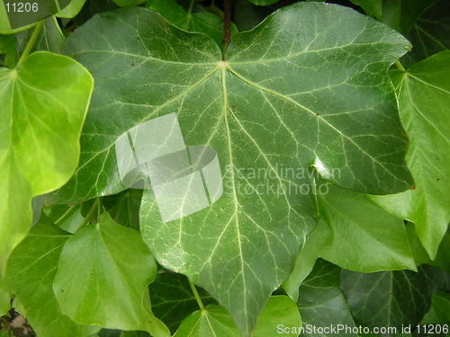 Image of Ivy