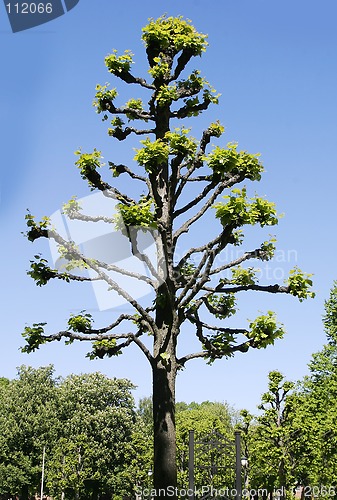Image of heavily pruned tree