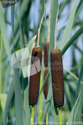 Image of Bush of reed