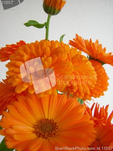 Image of Orange Flower