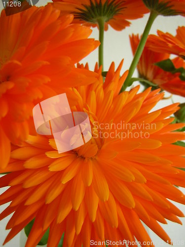 Image of Orange Flower