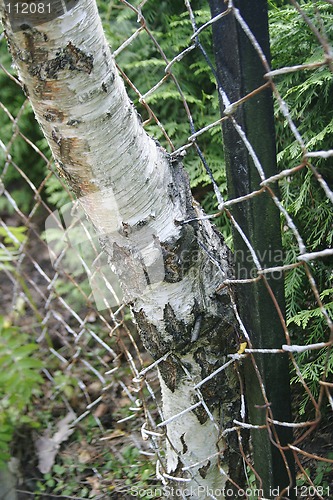 Image of Poplar Tree Growing Through Fence