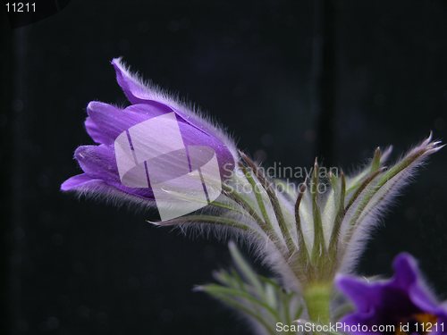 Image of Purple flower