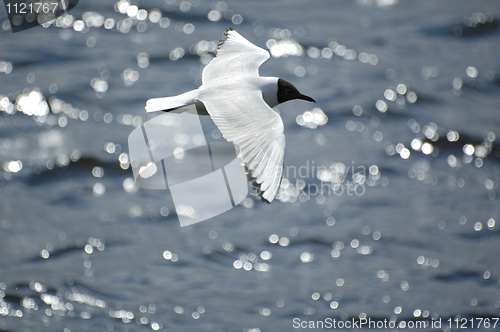 Image of Seagull