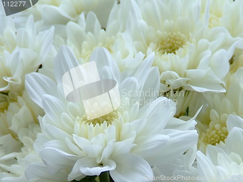 Image of Flowers dahlia closeup