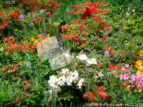 Image of Flowers garden