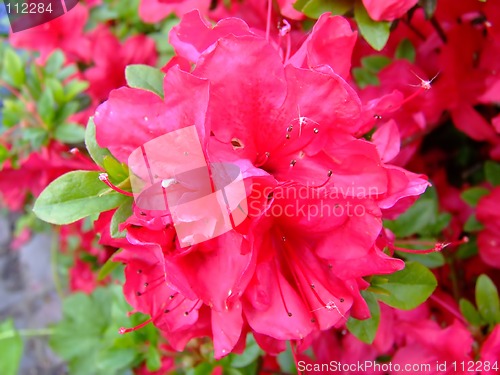 Image of Lush flower