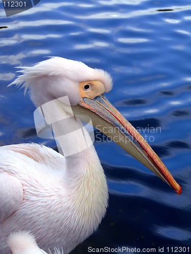 Image of Pelican from side