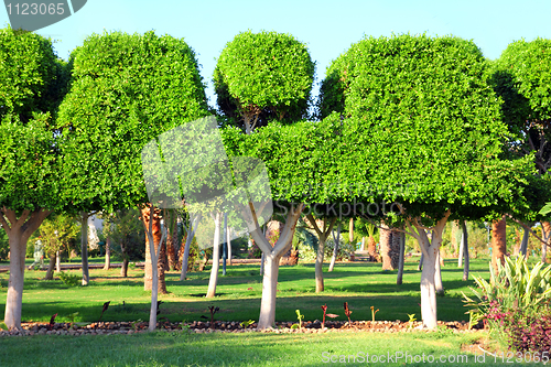 Image of trimmed trees in garden