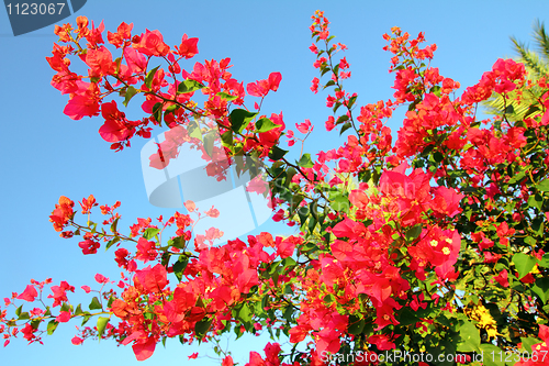 Image of blossom branch with pink flowers