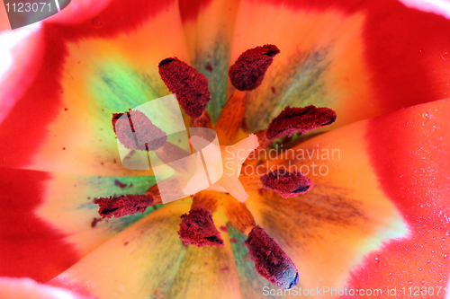 Image of close-up view in red tulips