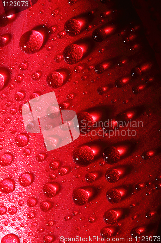 Image of water drops on tulip petal background