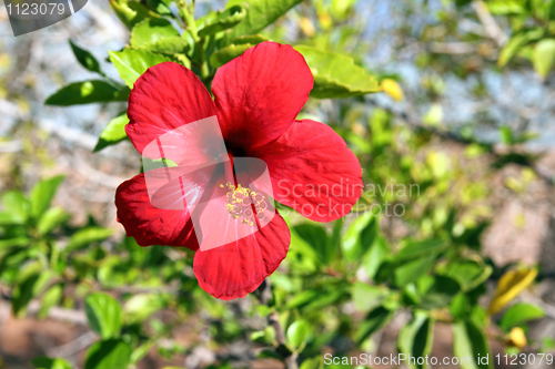 Image of red tropical flower