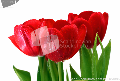 Image of red tulips with drops close-up