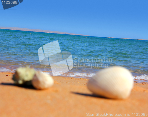 Image of defocused seashells on beach