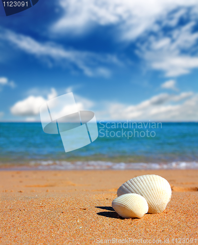 Image of view on seashells on beach