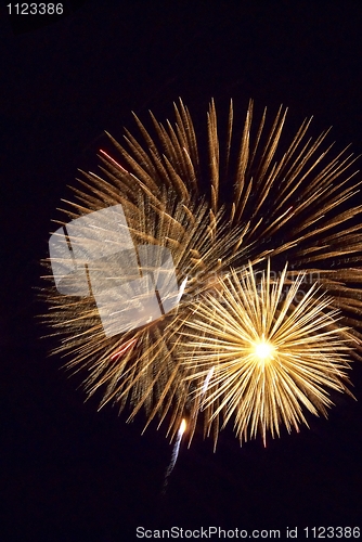 Image of Fireworks flower