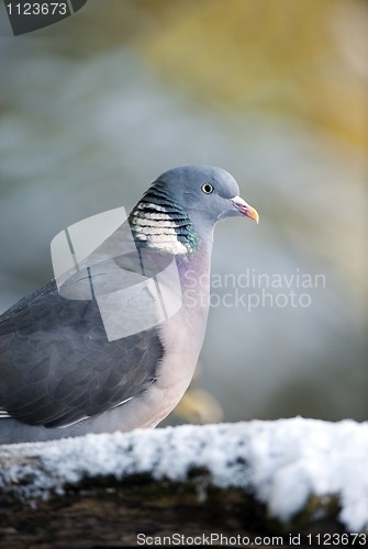 Image of Wood Pigeon (Columba palumbus)