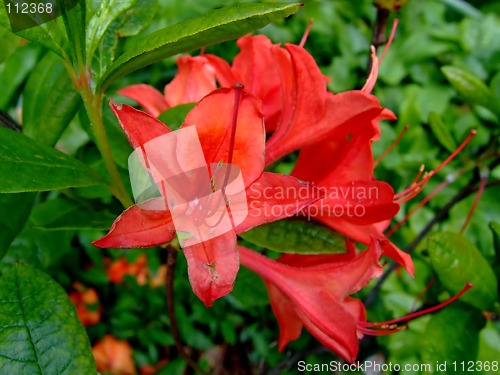Image of Red lily flower