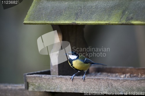 Image of Great Tit (Parus major)