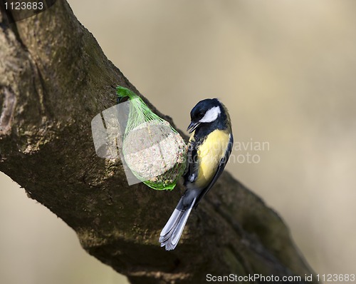 Image of Great Tit (Parus major)