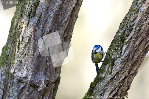 Image of Blue Tit (Parus caeruleus)