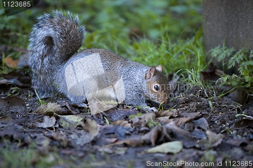 Image of Grey Squirrel (Sciurus carolinensis)