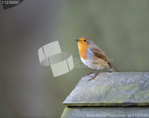 Image of Robin (Erithacus rubecula)